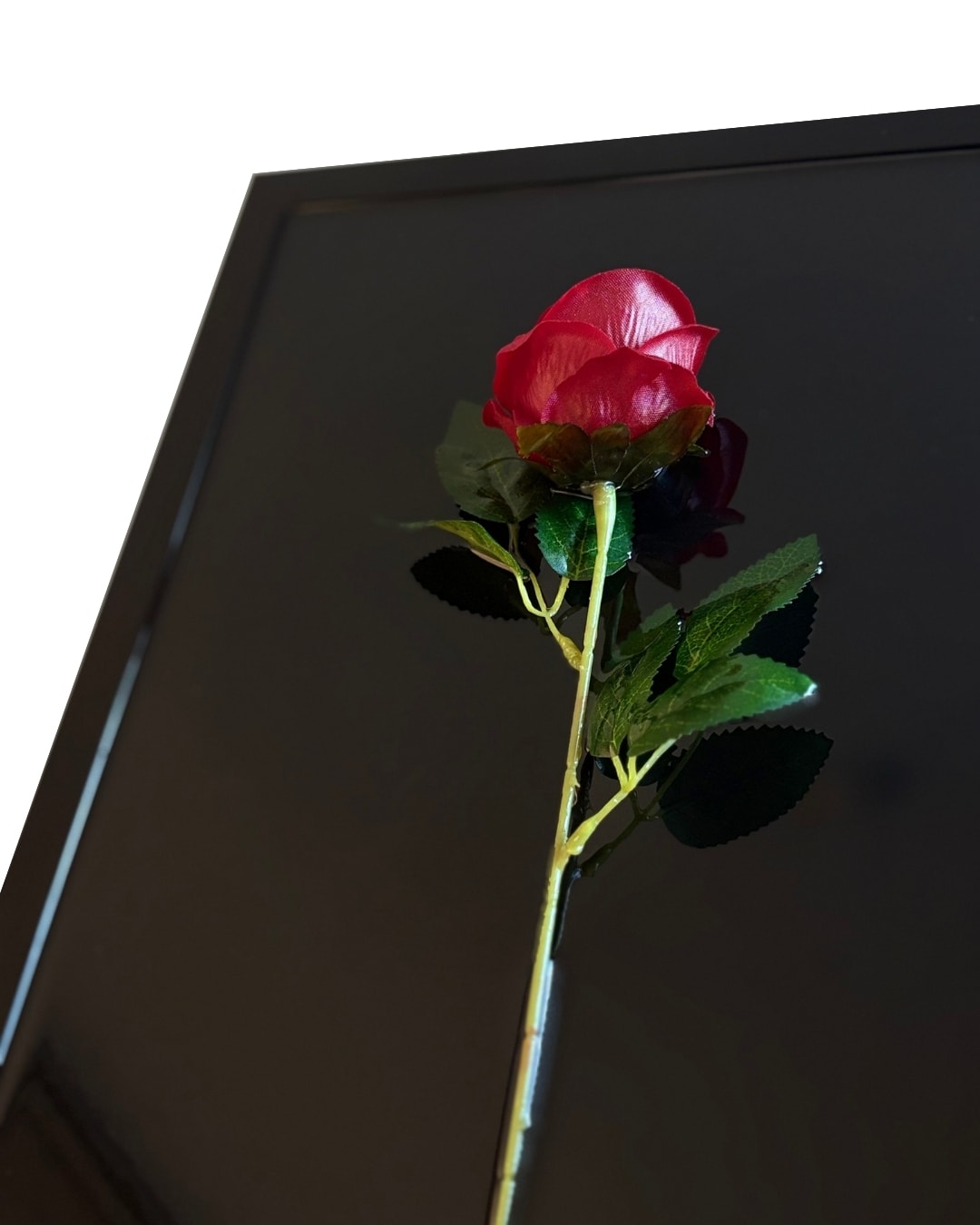 ‘’NOSROSA’’