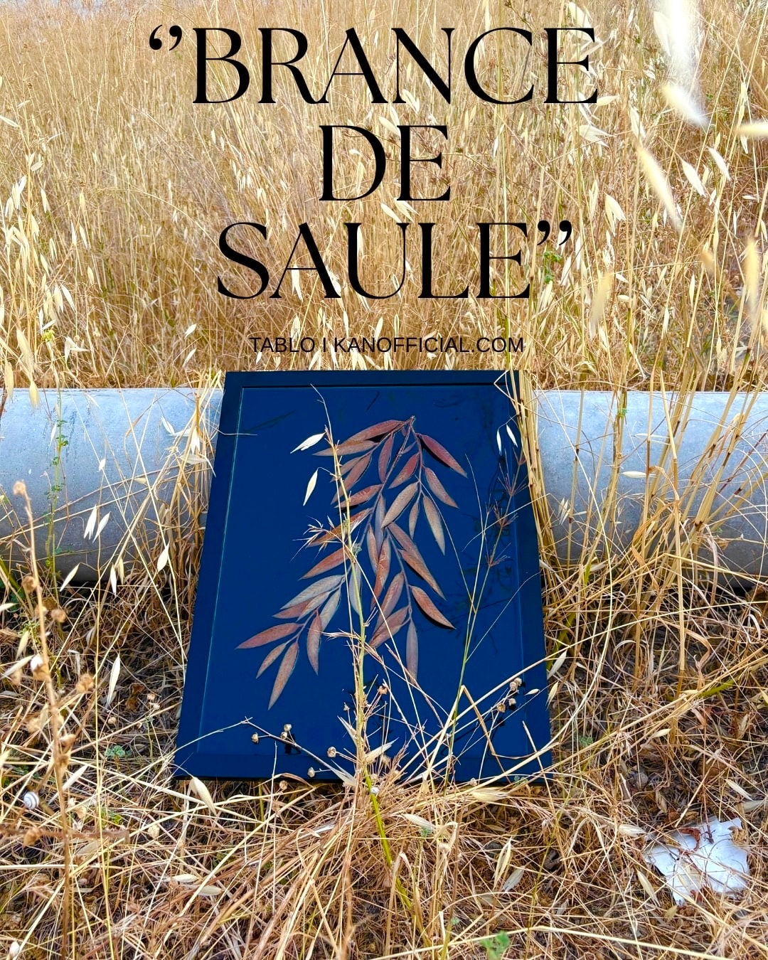 ‘’BRANCE DE SAULE’’