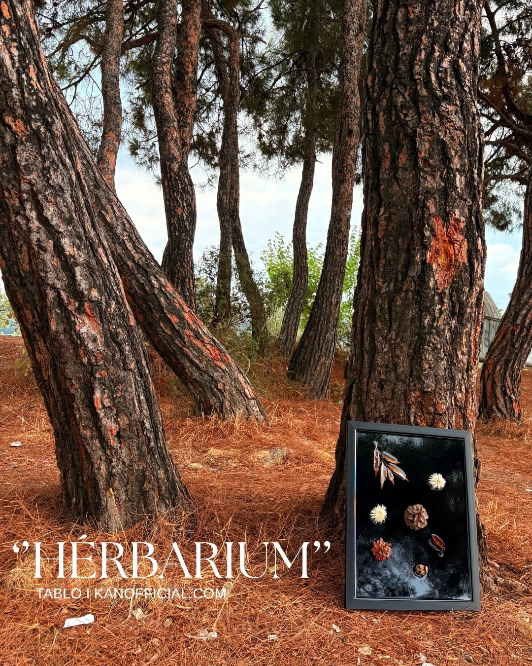 ‘’HÉRBARIUM’’