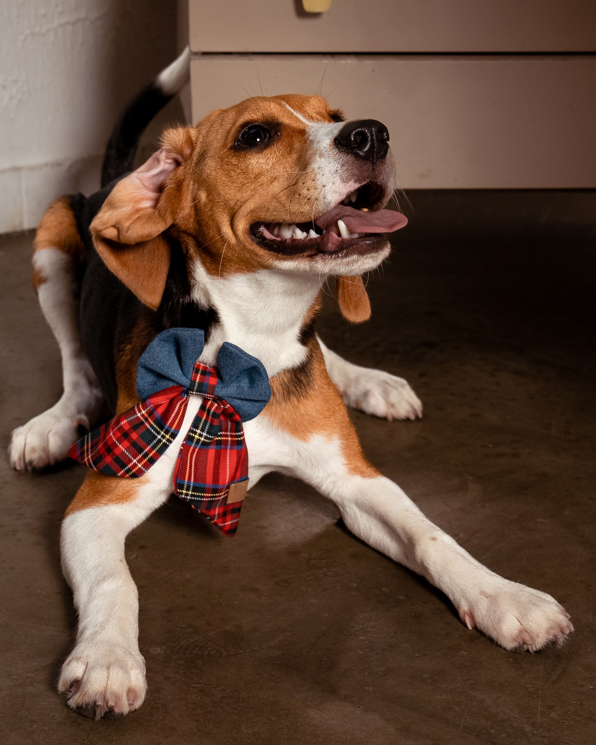 BCBC ARIA DOG BOW TIE