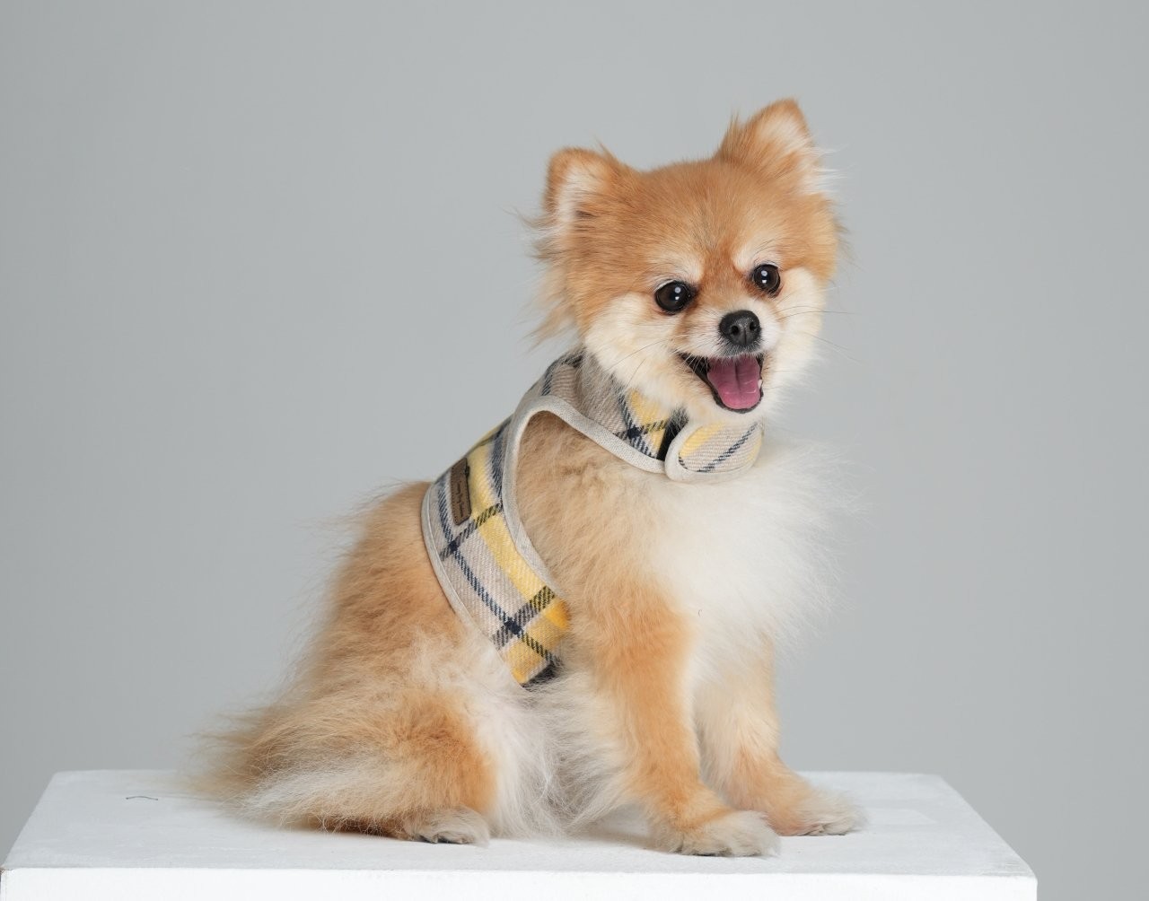 Fluffy Harness Köpek Gezdirme Yeleği Sarı