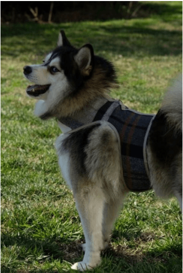 Fluffy Harness Köpek Gezdirme Yeleği Mavi-Bej