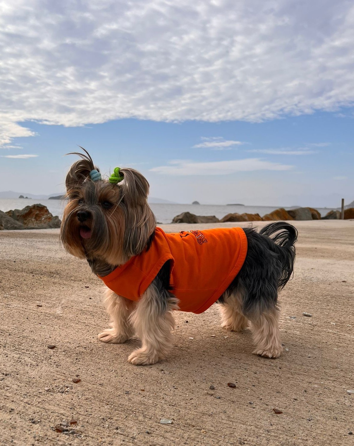 ''Single'' T-Shirt Orange