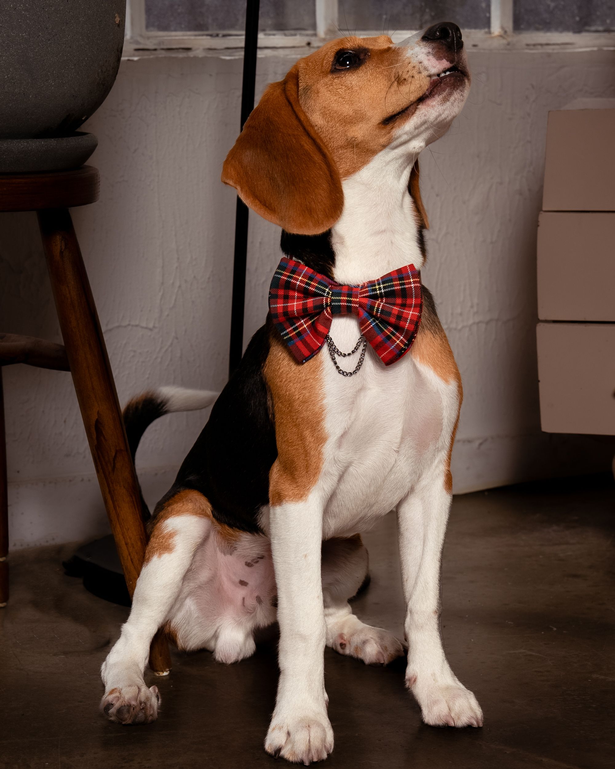 BCBC PAWTY DOG BOW-TIE