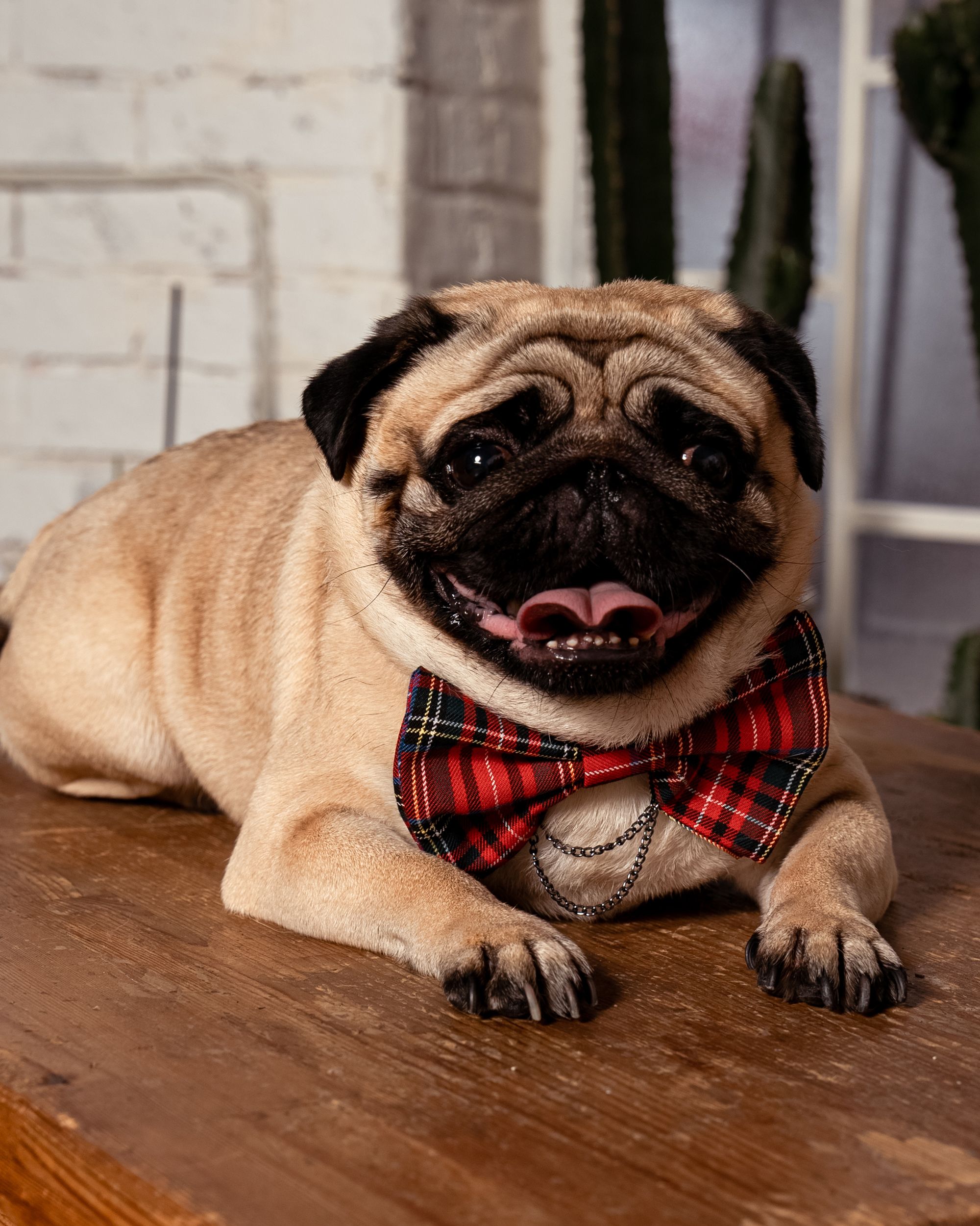 BCBC PAWTY DOG BOW-TIE