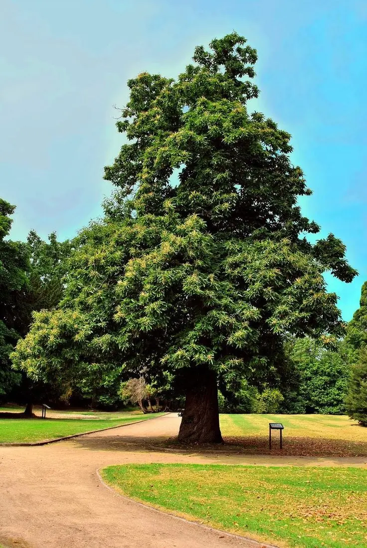 CHESTNUT TREE