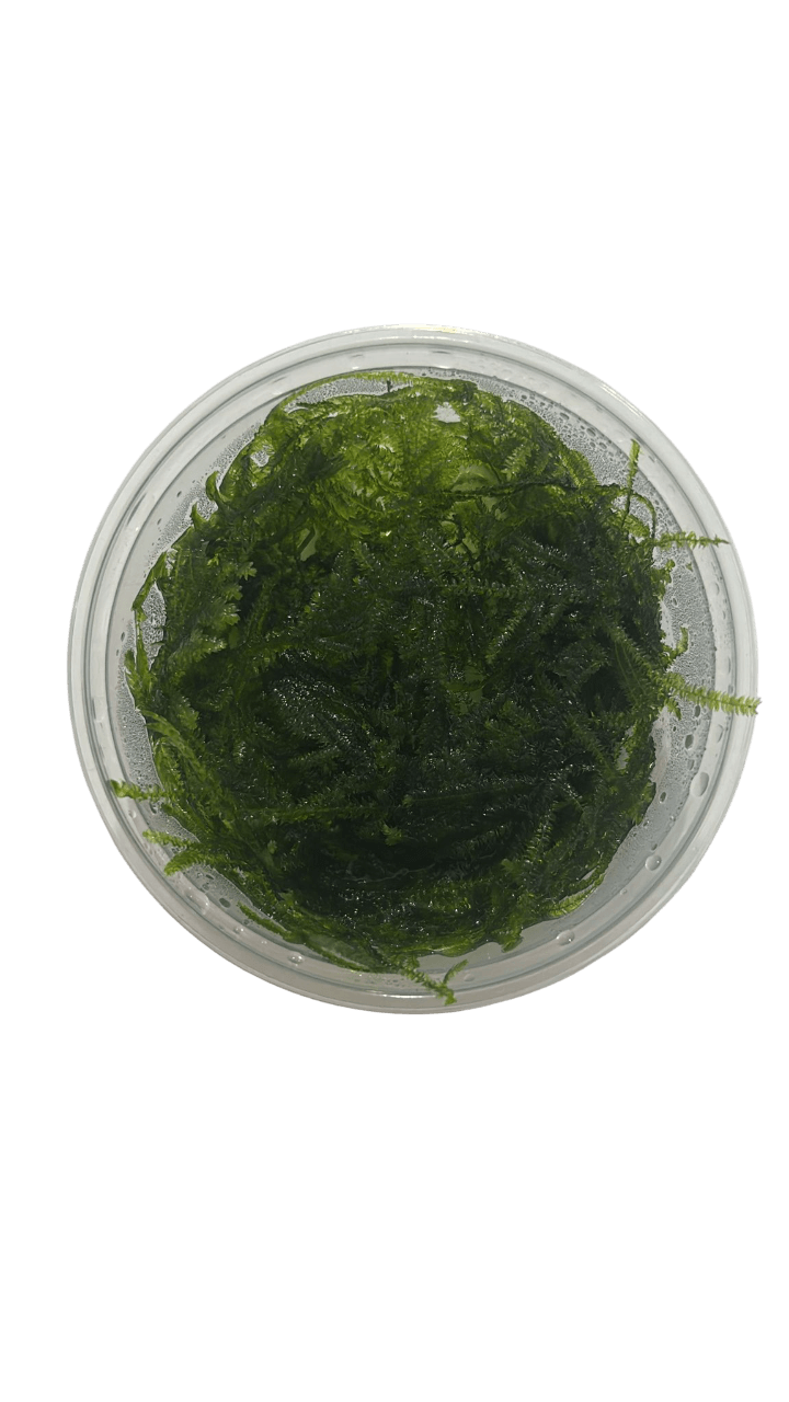 Peacock Moss Cup Canlı Bitki