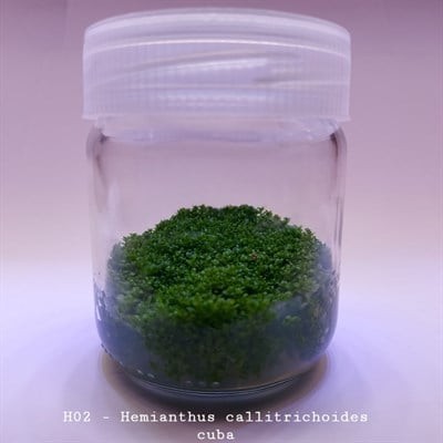 Hemianthus Callitrichoides Cuba In Vitro Canlı Bitki 200cc Kavanoz