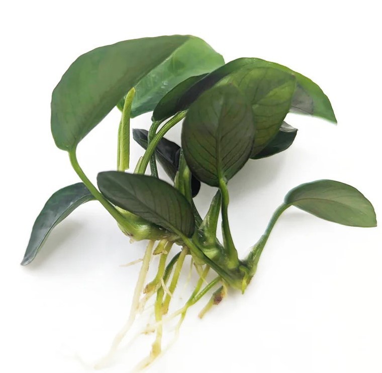 Anubias Barteri Petite Nana 8-10 Yaprak Canlı Bitki