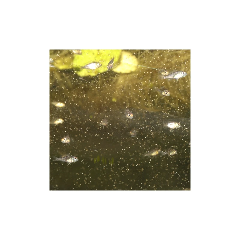 JBL Artemio Set Complete Artemia Çıkartma Seti