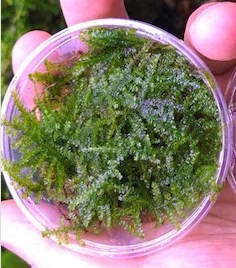 Weeping Moss Cup Canlı Bitki