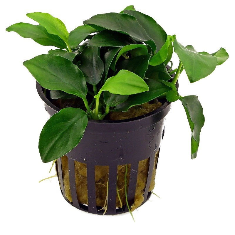 Anubias Petite Nana Saksı Canlı Bitki 10-12 Yaprak