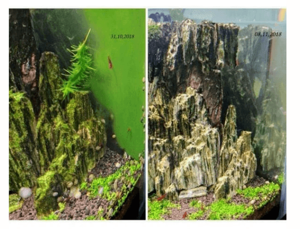 Sarı Siyah Boynuzlu Nerite Salyangoz 3 Adet