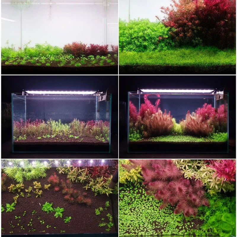 Aquario Neo Soil Plant Gravel No Co2 Powder 8LT