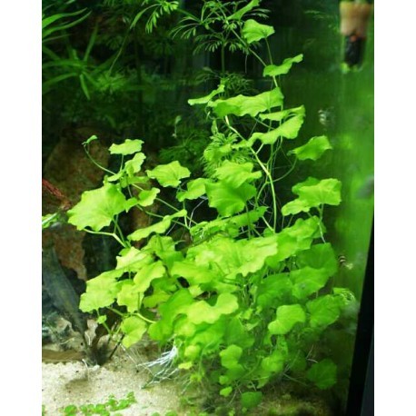 Cardamine Lyrata - Mantar Bitkisi Buket