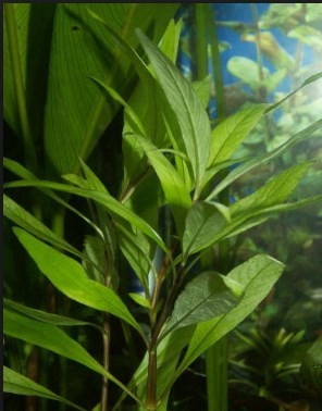Hygrophila Corymbosa - Tütün Bitkisi Buket