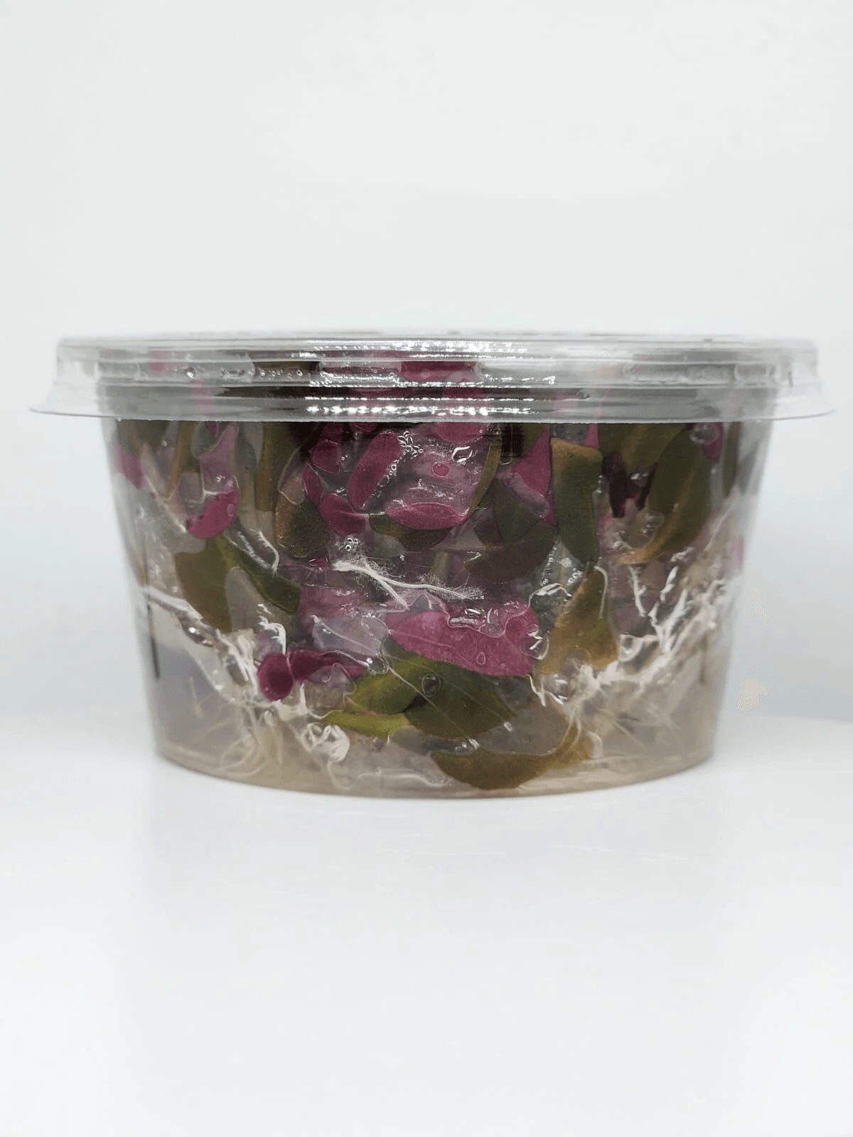 Alternanthera Reineckii Mini In Vitro Canlı Bitki