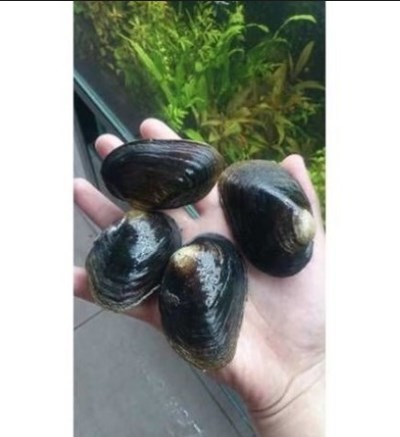 Tatlı Su Midyesi