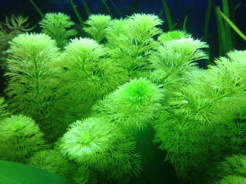 Limnophila Sessiliflora Buket