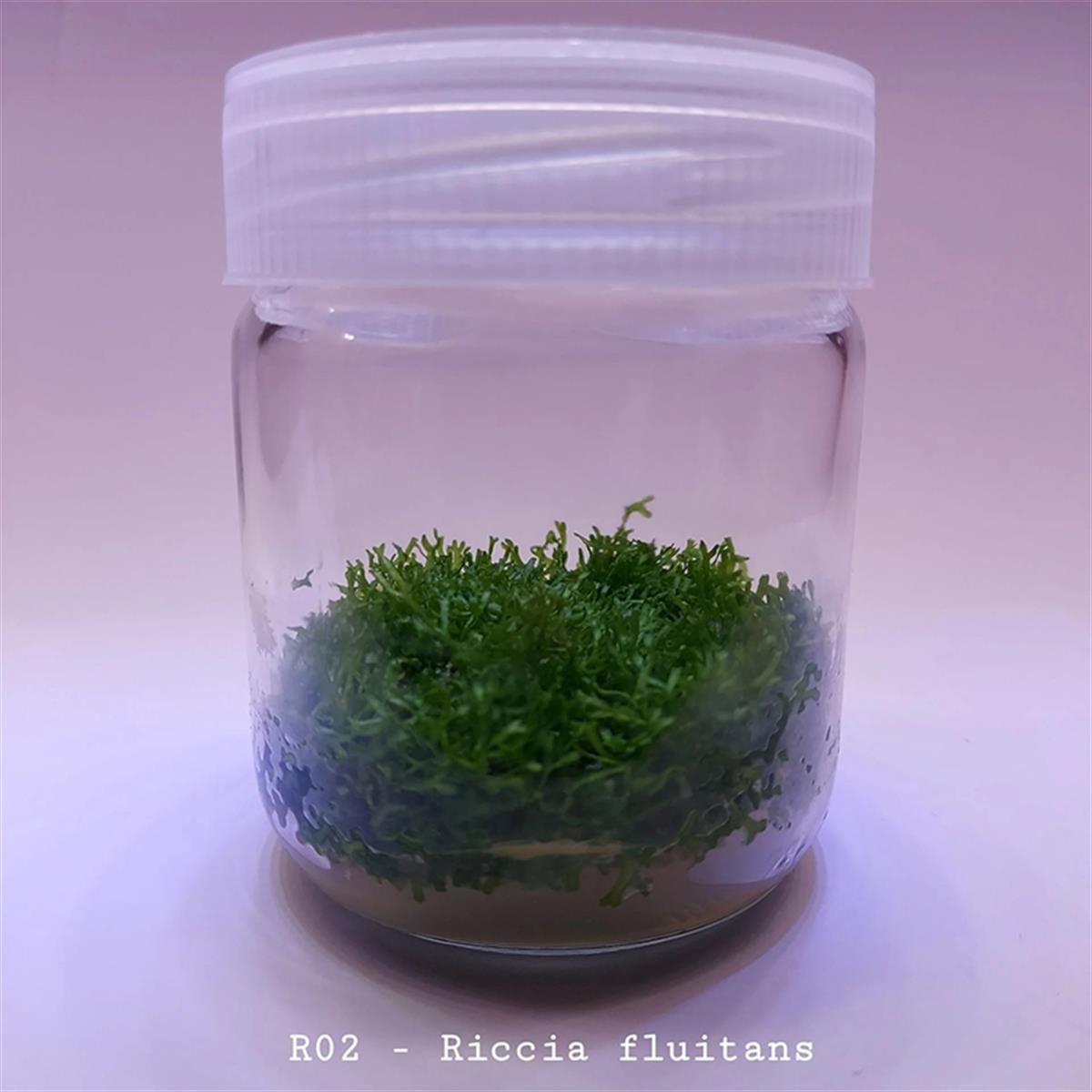 Riccia Fluitans Moss In Vitro Canlı Bitki 200cc Kavanoz