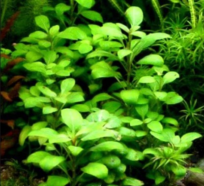 Lobelia Cardinalis Buket
