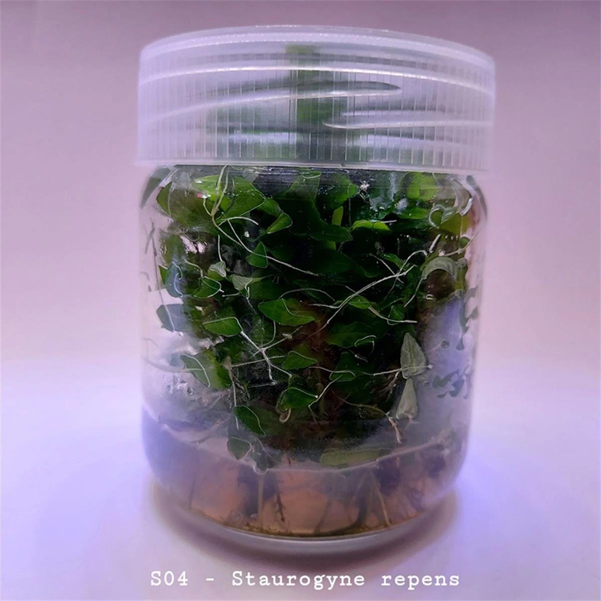 Staurogyne Repens Cup In Vitro Canlı Bitki 200cc Kavanoz