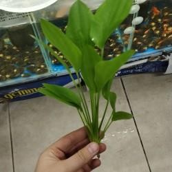 Americanus 20 - 25 cm