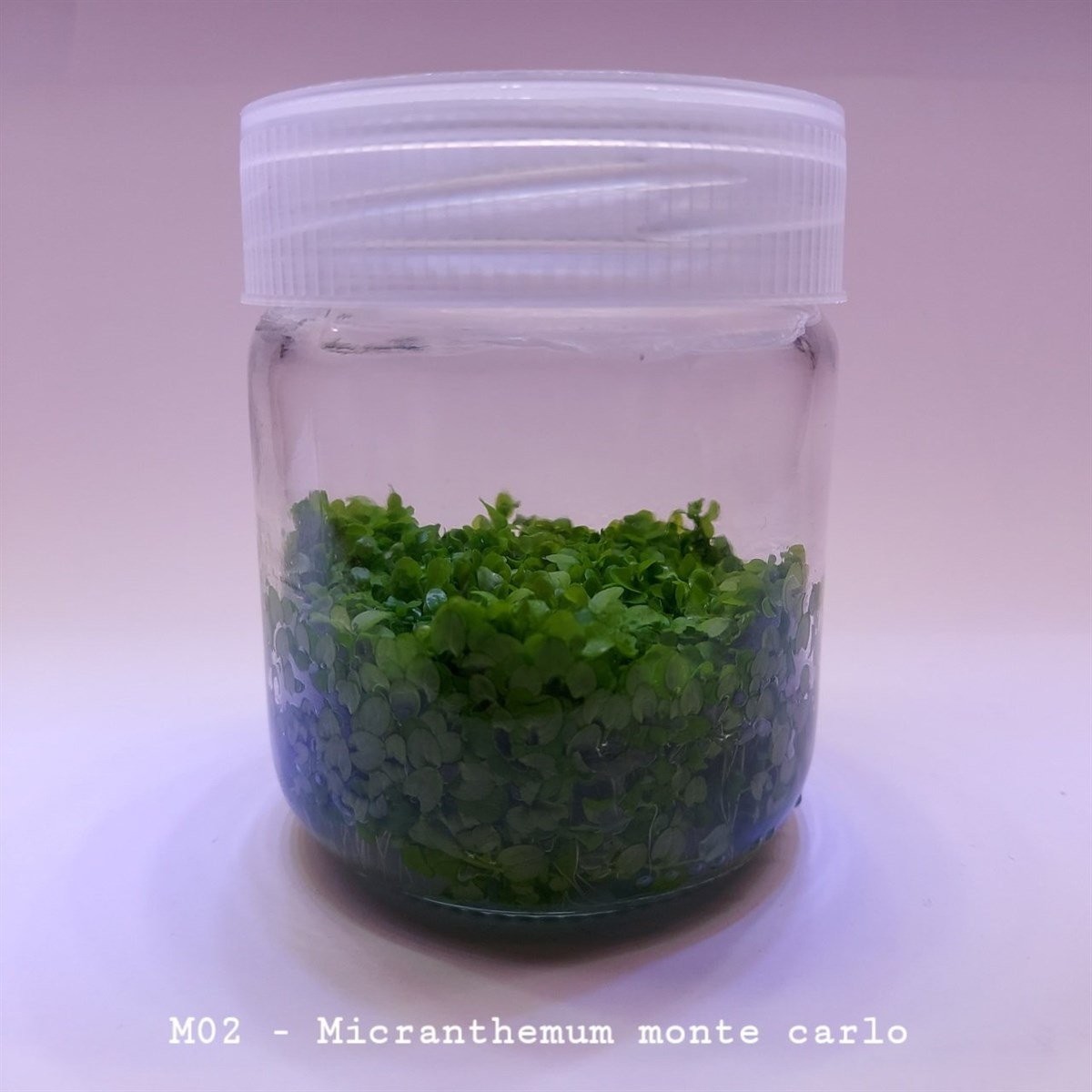Micranthemum Monte Carlo In Vitro Canlı Bitki 200cc Kavanoz