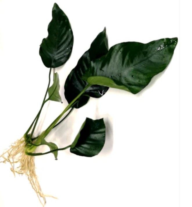 Anubias Barteri Var 5-6 Yapraklı XL Canlı Bitki