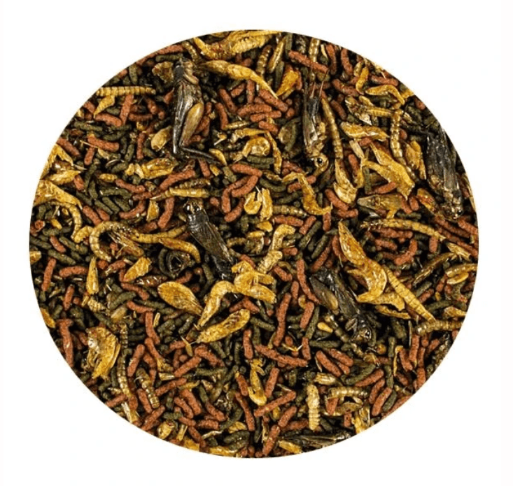 Tropical Soft Line Carnivore Kovadan Bölme