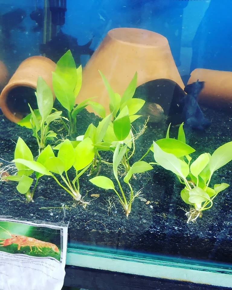 Anubias Hastifolia