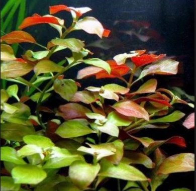 Ludwigia Repens - Gül Bitkisi Buket