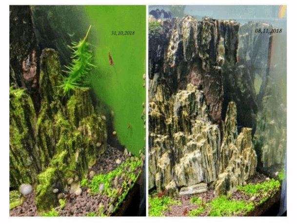Zebra Nerite Salyangoz 3 Adet