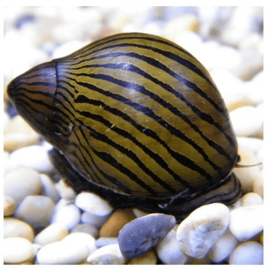 Zebra Nerite Salyangoz 3 Adet