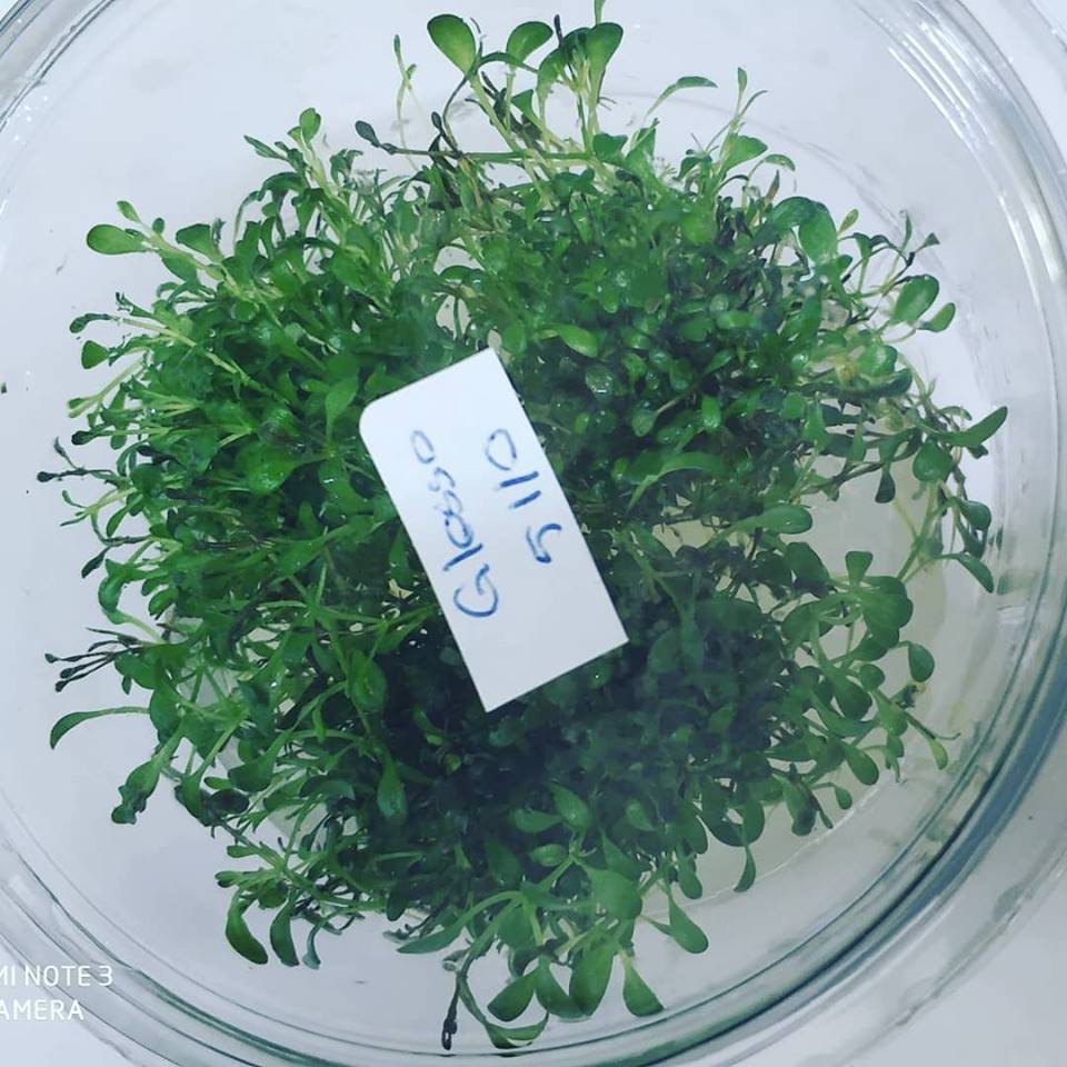 Glosso Cup Akvaryum Bitkisi İn-Vitro Jelli