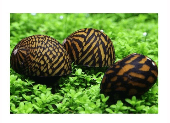 Tiger Nerite Salyangoz Snail 3 Adet