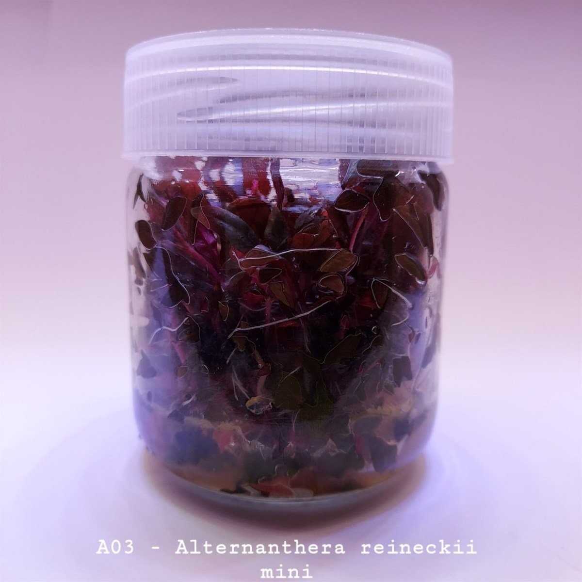 Alternanthera Reineckii Mini In Vitro Canlı Bitki 200cc Kavanoz