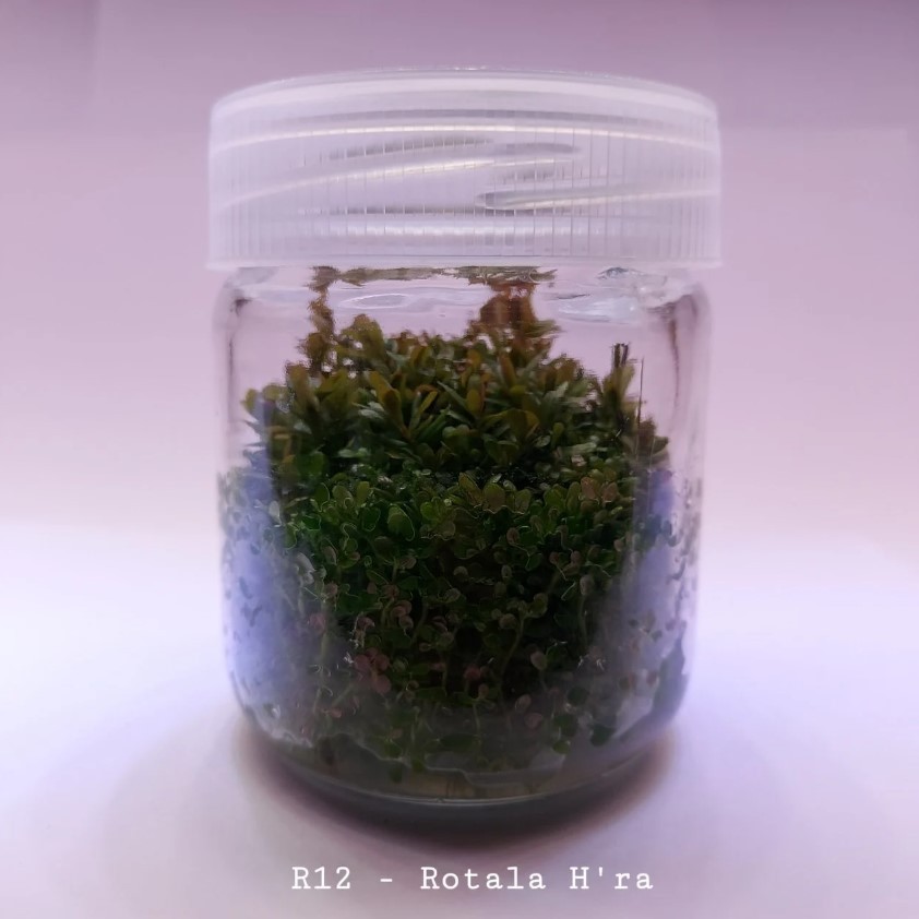 Rotala H'ra Saksı Canlı Bitki 200cc Kavanoz
