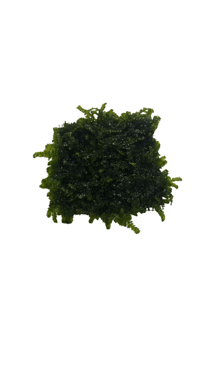 Weeping Moss Eski Sarım Canlı Bitki 5x5cm