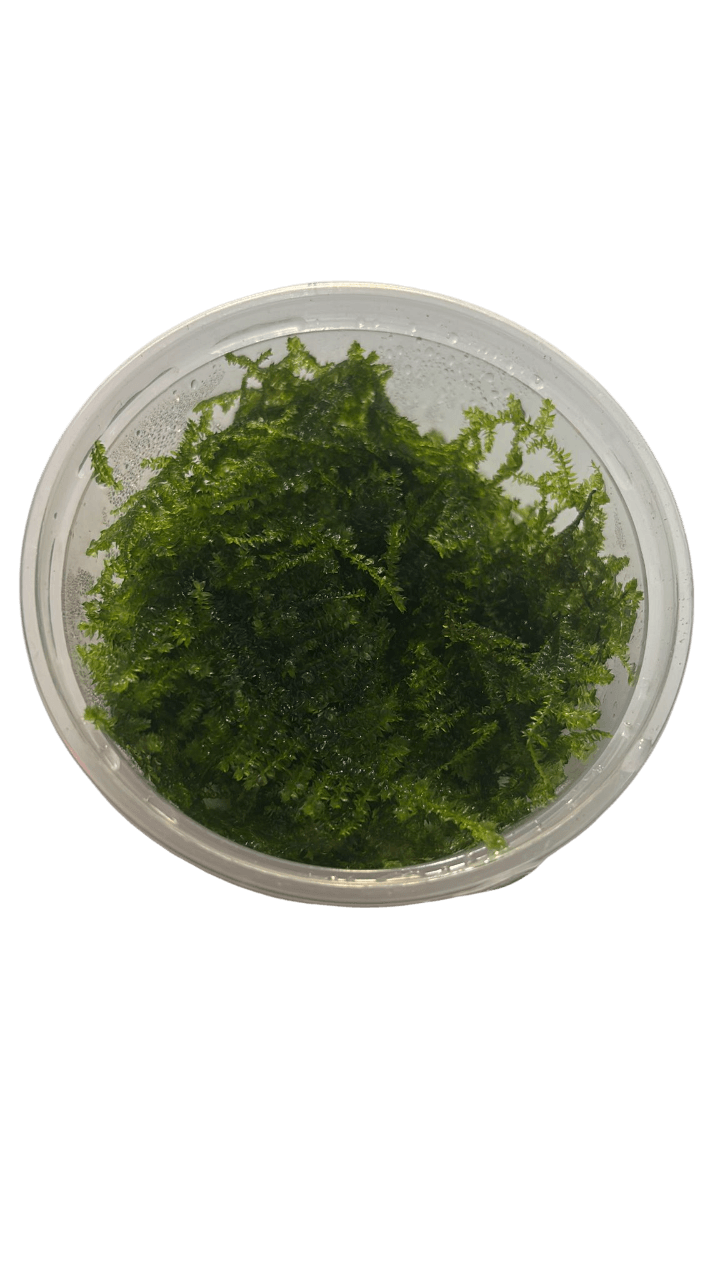 Mini Christmas Moss Cup Canlı Bitki