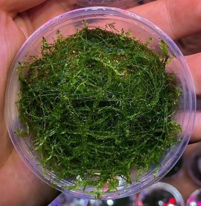 Stringy Moss Cup Canlı Bitki