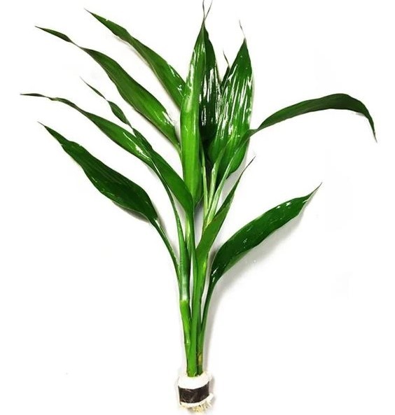 Dracaena Sanderiana Green Canlı Bitki 1Kök