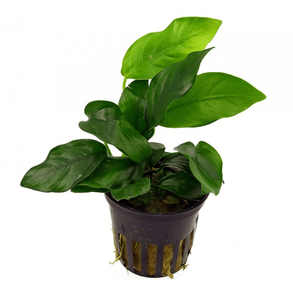 Anubias Barteri 6-7 Yapraklı Kök Canlı Bitki