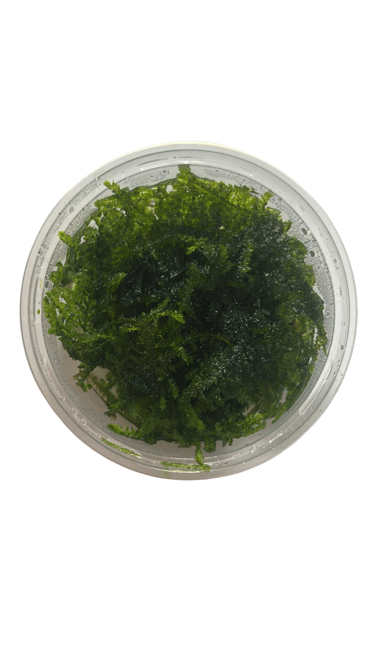 Weeping Moss Cup Canlı Bitki