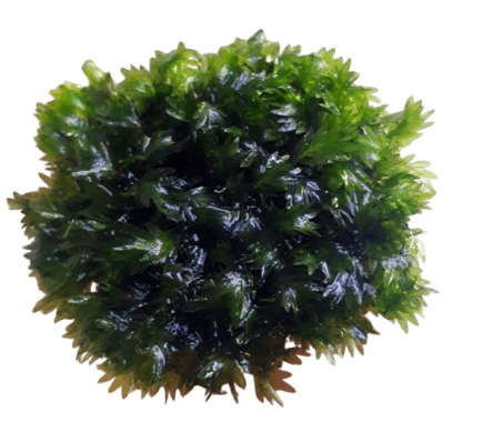Fissidens Sp. Fox Moss Eski Sarım Canlı Bitki 4x4cm