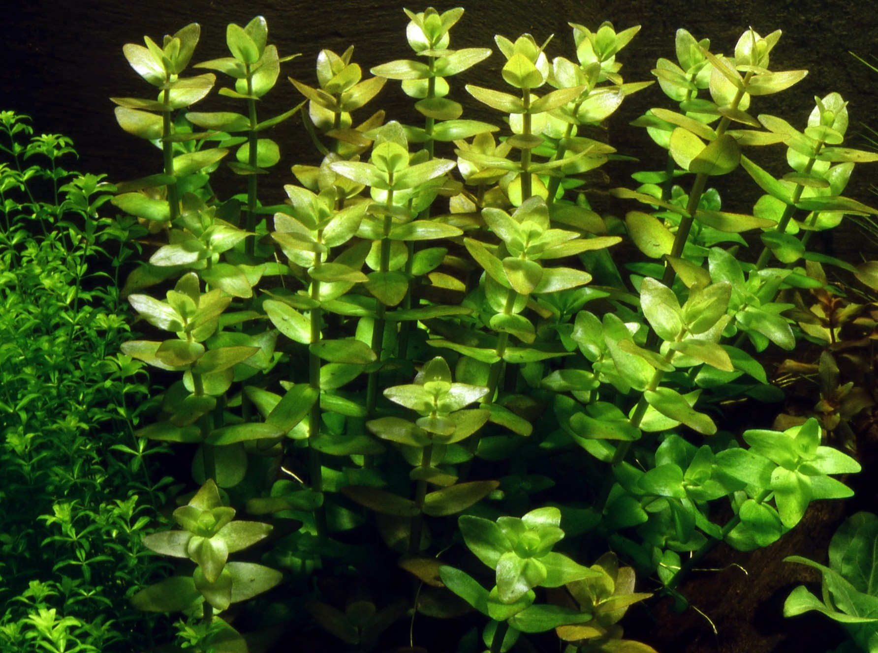 Bacopa Caroliniana Buket