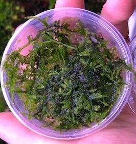 Triangle Moss Cup Canlı Bitki