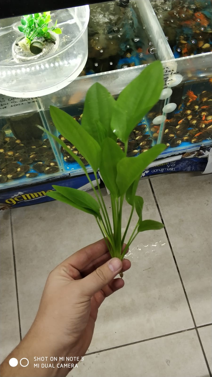 Java fern 20-30cm