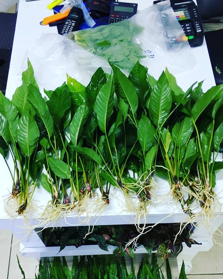 Dev Anubias 20 - 25 cm