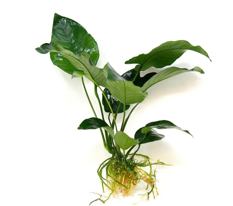 Anubias Broad Leaf 6-7 Yapraklı Canlı Bitki XL